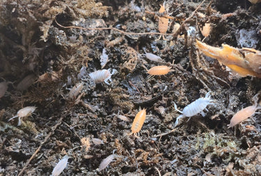 Rainbow Mix Powdered isopods (Porcellionides Pruinosus) - Isopods For Sale UK | PostPods